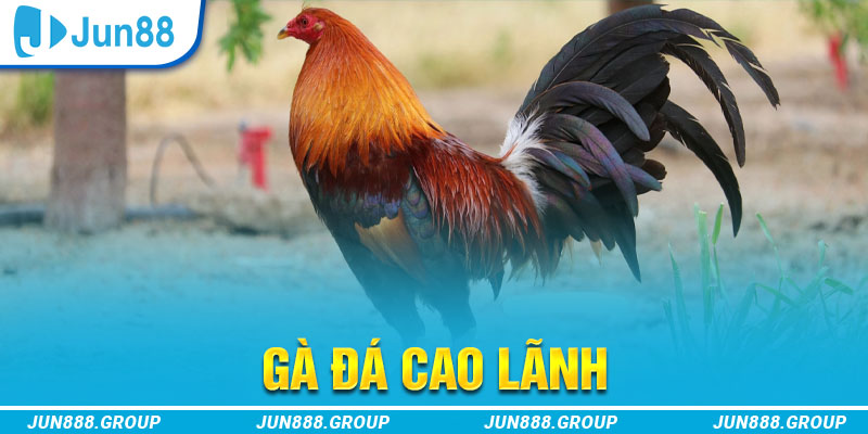 w88 link gà chọi cu cần