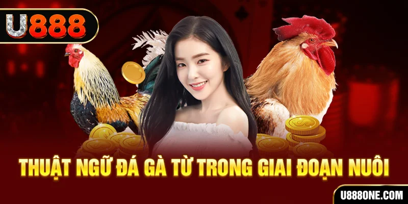 w88 link đăng nhập mậu binh dễ thắng